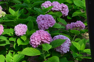绣球花 