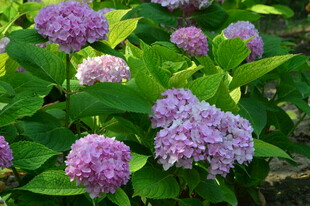 绣球花 