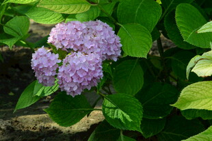绣球花 