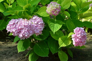 绣球花  