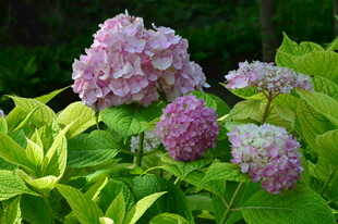 绣球花 