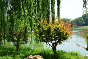公园风景 