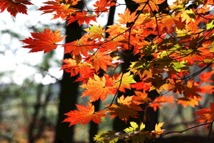 秋天辽宁本溪枫叶红叶