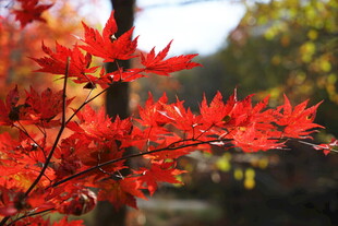 秋天火红的枫叶