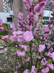 盛开的粉色繁花枝头