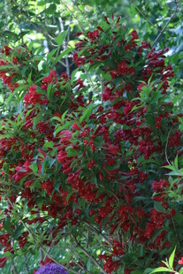 锦带花  
