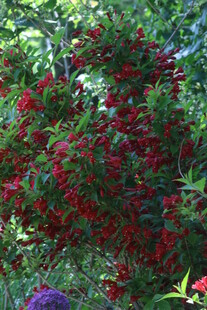 锦带花 