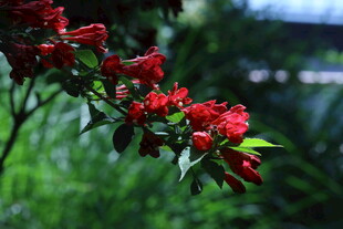 锦带花 