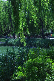 公园风景