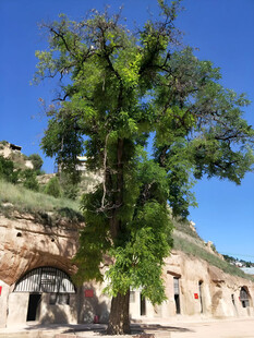 窑洞大树