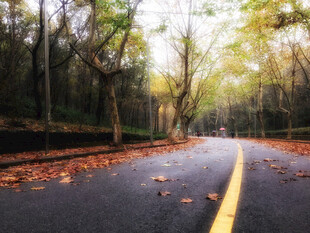 秋日道路