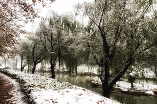 雪后林间