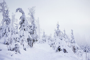 雪山林美景