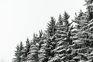 雪覆松林美景