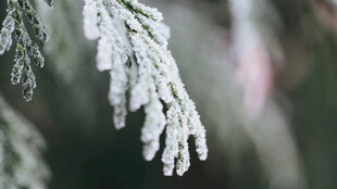 冬日雪松
