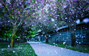 樱花树