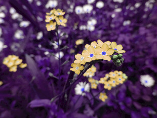 黄色小花