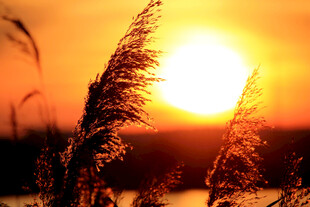 夕阳芦苇