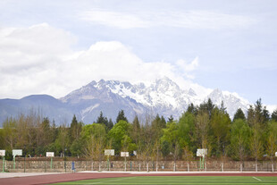 雪山树林