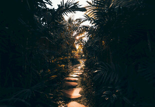 林间小道