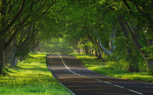 林间道路