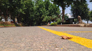 道路