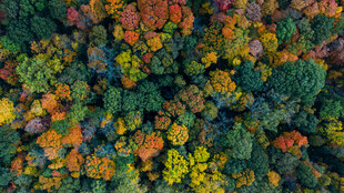 秋日森林