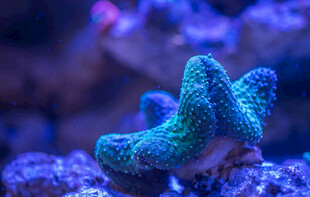 海底珊瑚