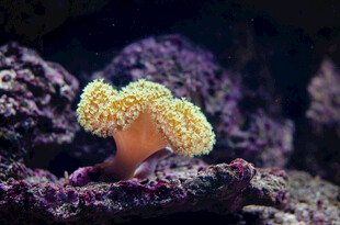 海底珊瑚