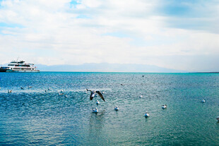 海上飞鸟