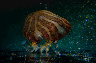 海底生物