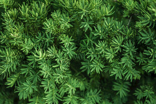 翠绿植物