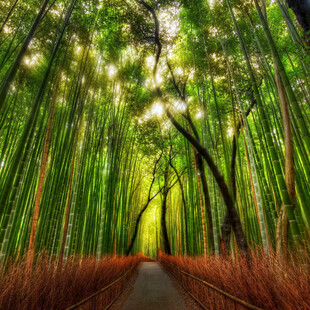 树林小路