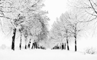 雪林