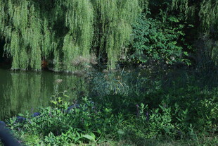公园风景  