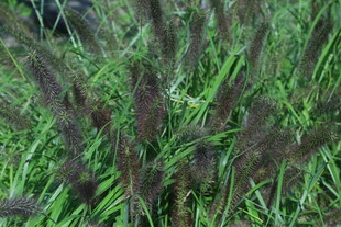 狼尾草 