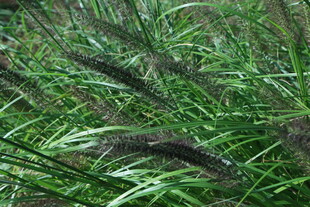 狼尾草 