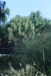 公园风景  