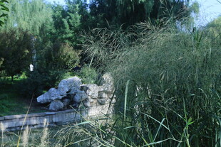 公园风景  
