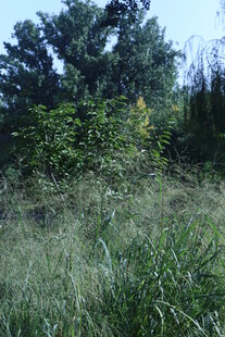 公园风景 