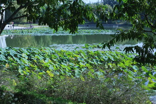 公园风景  