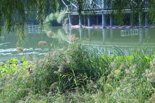 公园风景  