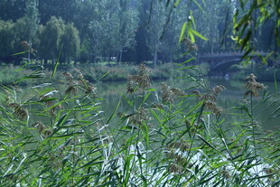 公园风景 
