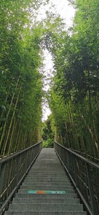 科技公园竹林步梯随拍 
