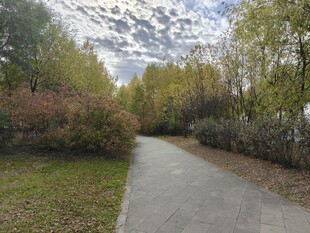 林间幽静小路