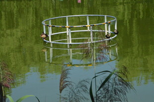 公园风景 龙潭中湖风景  芦苇