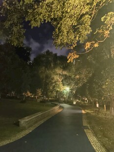 夜晚林间小路的静谧景致