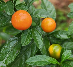 金桔栽培