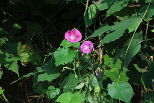 牵牛花 