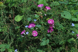 牵牛花 